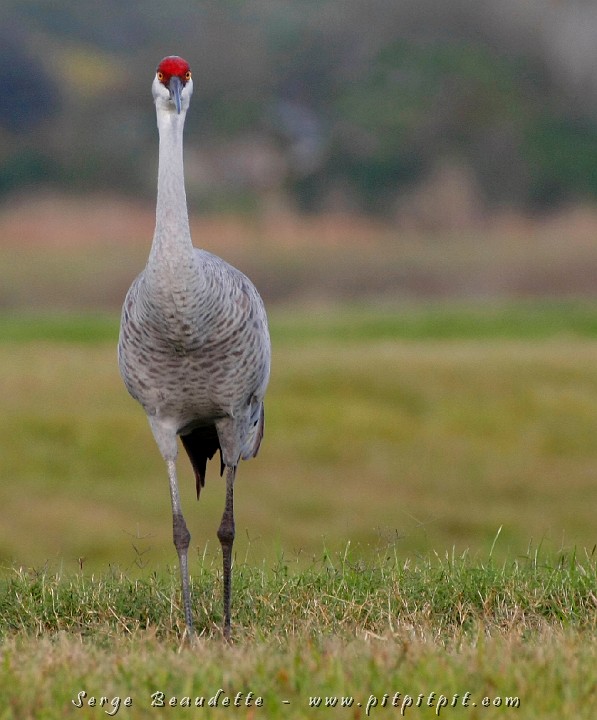2009-01-04 16-20-06__MG_9906.JPG